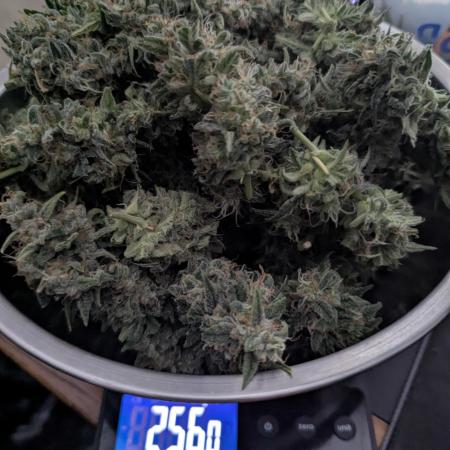 Do-Si-Dos Auto - Zamnesia