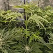 Toad Venum Auto - Growers Choice