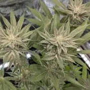 RS11 x Banana OG - Barney's Farm