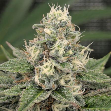 Shake Back - Compound Genetics