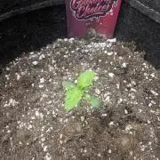 Zkittlez - Growers Choice