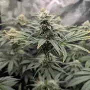 Toad Venum Auto - Growers Choice