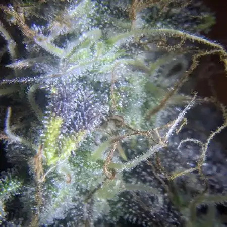 Tropicana Cookies Auto - G1