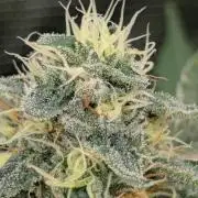 Black Beretta - Cipher Genetics