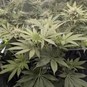 RS11 x Banana OG - Barney's Farm