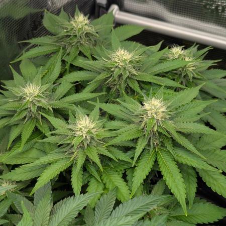 Girl Scout Cookies - Kannabia