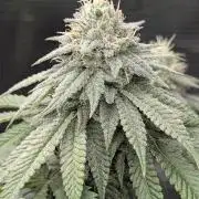 Glue 31 - Compound Genetics