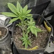 RS11 x Banana OG - Barney's Farm