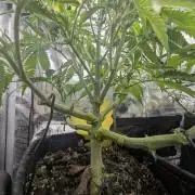 Papaya Zoap Auto - G2