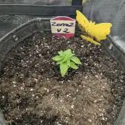 Zorroz v2 - Nine Weeks Harvest