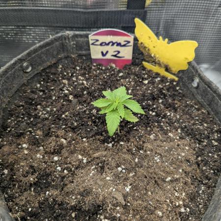 Zorroz v2 - Nine Weeks Harvest