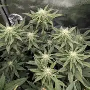 Grand Prixx - Wizard Trees