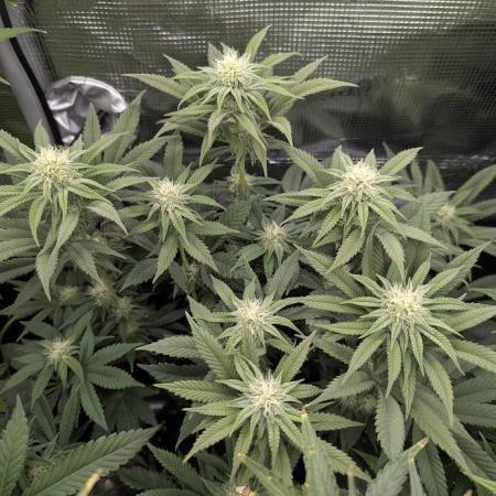 Grand Prixx - Wizard Trees