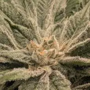 RS11 x Banana OG - Barney's Farm