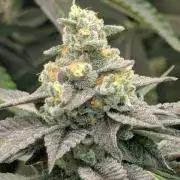 The Keeper - Wizard Trees