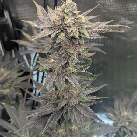 Black Cherry Gushers - Barney's Farm