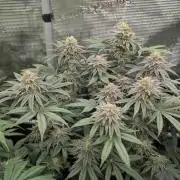 Grand Prixx - Wizard Trees