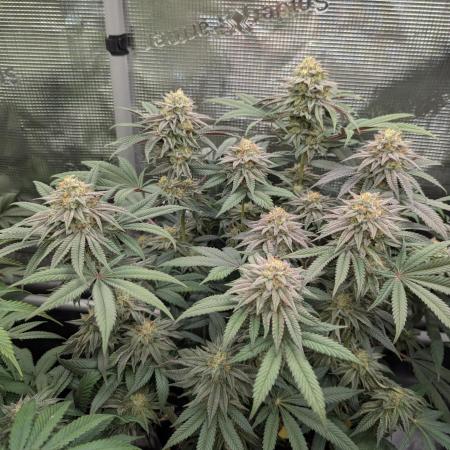 Grand Prixx - Wizard Trees