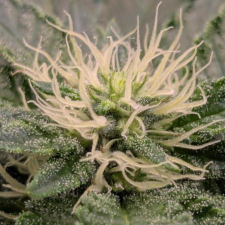 Privileged Baddie - Anesia Seeds