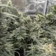 Kush Mass Auto - G1