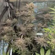 Black Cherry Gushers - Barney's Farm