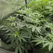 Black Beretta - Cipher Genetics