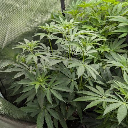 Black Beretta - Cipher Genetics