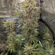 Blue Zushi - Dutch Passion