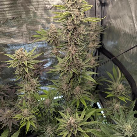 Blue Zushi - Dutch Passion