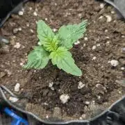 Girl Scout Cookies - Kannabia