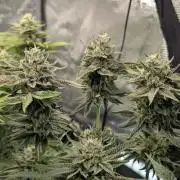 Monaco - Nine Weeks Harvest