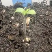 Wizard Fuel - Wizard Trees