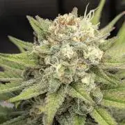 Holy Snow - Greenhouse Seed Co.