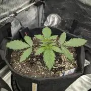 Black Cherry Gushers - G2