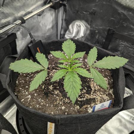 Black Cherry Gushers - G2