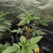 Privileged Baddie - Anesia Seeds