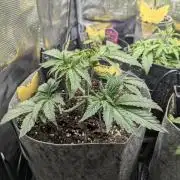 British Delight - Wizard Trees