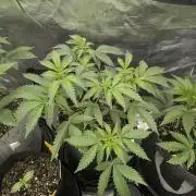 Black Beretta - Cipher Genetics