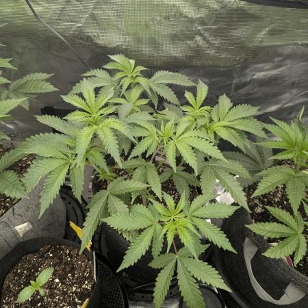 Black Beretta - Cipher Genetics