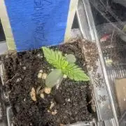 Zhampagne - Compound Genetics