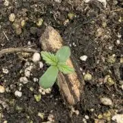 Strawberry Gorilla Auto - FastBuds