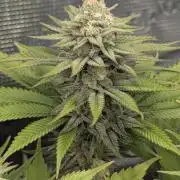 Holy Snow - Greenhouse Seed Co.
