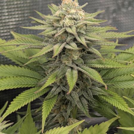 Holy Snow - Greenhouse Seed Co.