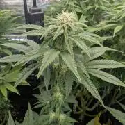 Mental Rainbow FF - Sweet Seeds