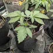 Privileged Baddie - Anesia Seeds