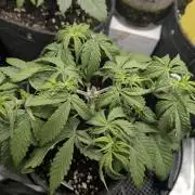 AlienZ Automatic - Greenhouse Seed Co.