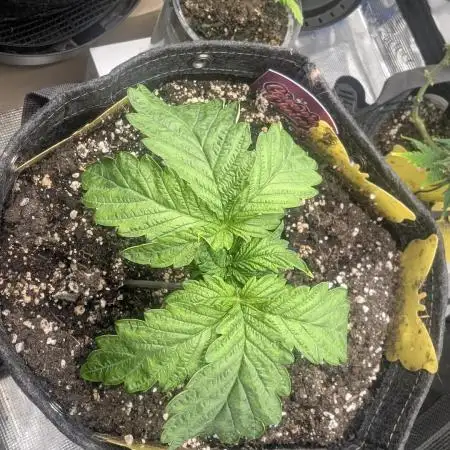 Zkittlez - Growers Choice