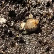 Monaco - Nine Weeks Harvest