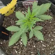 Black Beretta - Cipher Genetics