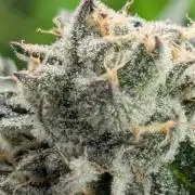Black Lobster - Cipher Genetics